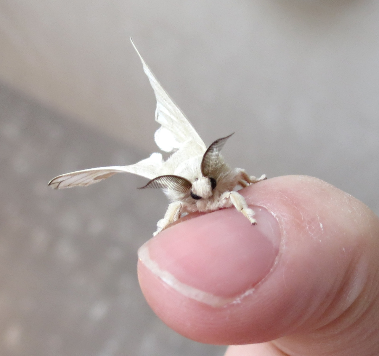 awwww-cute:  Unconventional aww, freshly hatched Silkworm