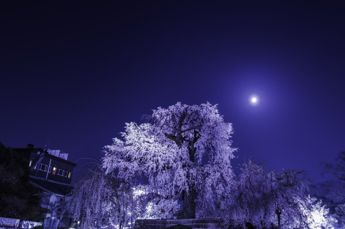 tokyoproxy:♡ 京都東山・桜と月 ♡