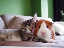 awwww-cute:  Cat cuddled up next to the Guinea Pig (Source: http://ift.tt/1fDJYI1) 