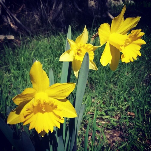 #Spring is in the air… at least in #California #westcoast #californiagirl #daffodil