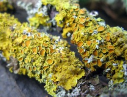 wrotten:Lichen