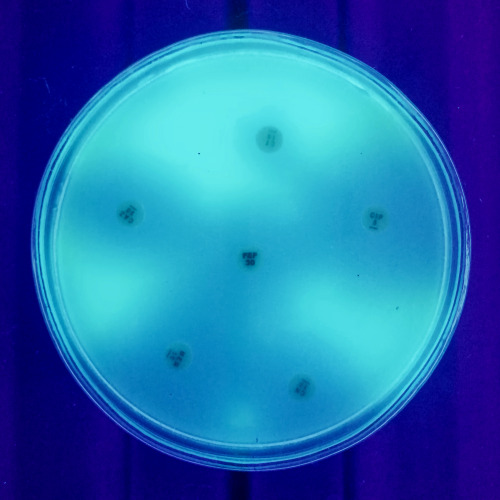 bittersweetPS(The strain isolated from a horse wound. Disk diffusion test, UV light)