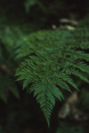 carpe-noctvm:Ferns 🥰