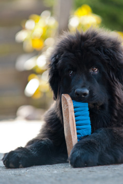 thecatdogblog:  Just Playing by Marco Büscher