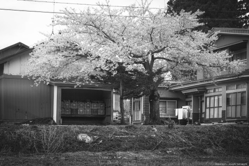 kiyoshi-yamaguchi: FRAGMENTs - さくら(Cherry Blossom)