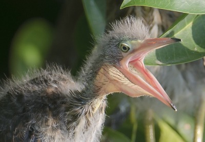 Porn photo todaysbird:baby herons are both incredibly