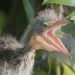 Sex todaysbird:baby herons are both incredibly pictures