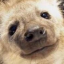 koopyfroops