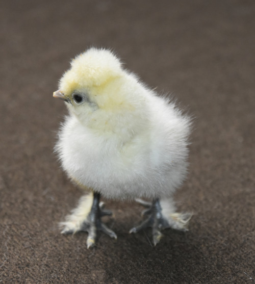 animalworld: SILKIE CHICKGallus gallus domesticusDay old Chick with vaulted skullTop and bottom phot