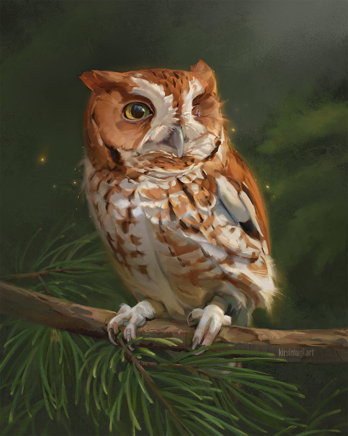 Scooter the rescue owl. commission.