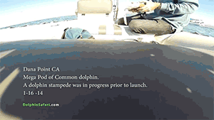 zooophagous:griseus:zerostatereflex:Drones Over Dolphin Stampede and Whales off Dana Point“Cap