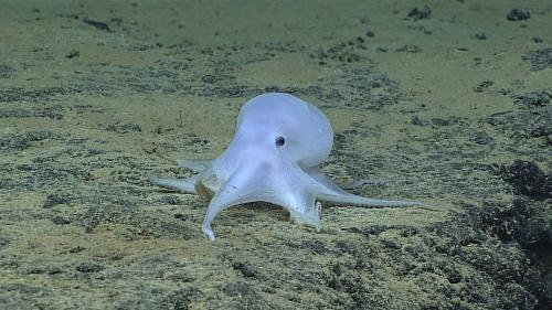 kingdomheartsddd: This might be a new species of Octopus ! So adorable !! Actually, it’s an octopo