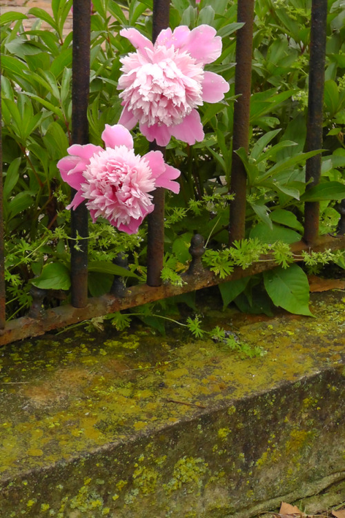 Peonies.Still Eating Oranges