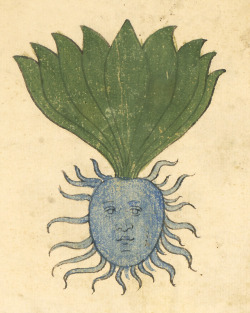 dimetrodone: lexxinkies:  discardingimages:  oddish herbal, Italy 15th century Philadelphia, University of Pennsylvania, Rare Book &amp; Manuscript Library, LJS 419, fol. 77r   what the fuck is this  Oddish 