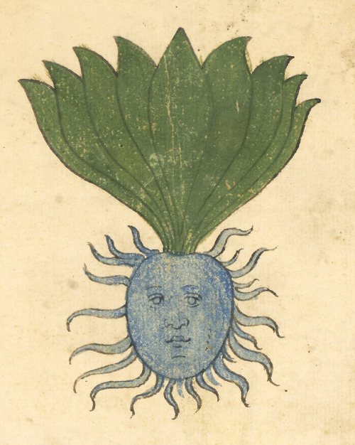 dimetrodone: lexxinkies:  discardingimages:  oddish herbal, Italy 15th century Philadelphia, University of Pennsylvania, Rare Book & Manuscript Library, LJS 419, fol. 77r   what the fuck is this  Oddish 