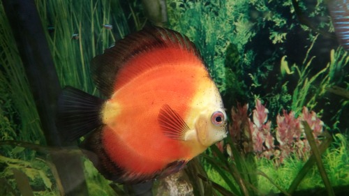 herps-and-derps:@what-the-fiish the discus i work with. Cuz i know you like em