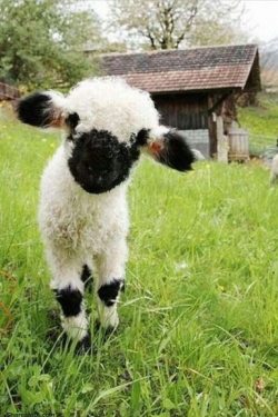 cute-overload:  Valais Blacknose Sheep. Shut up and take my money!http://cute-overload.tumblr.com source: http://imgur.com/r/aww/PTahzT3