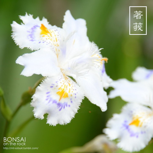 シャガ（射干、著莪）SHAGA, Iris japonica (fringed iris, butterfly flower)2018.5.4 撮影bonsai on the rock| Creema