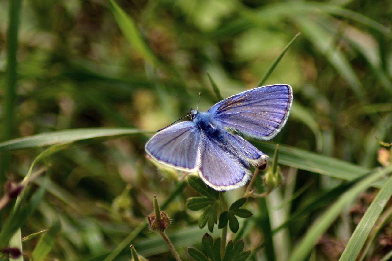 Plebejus idas