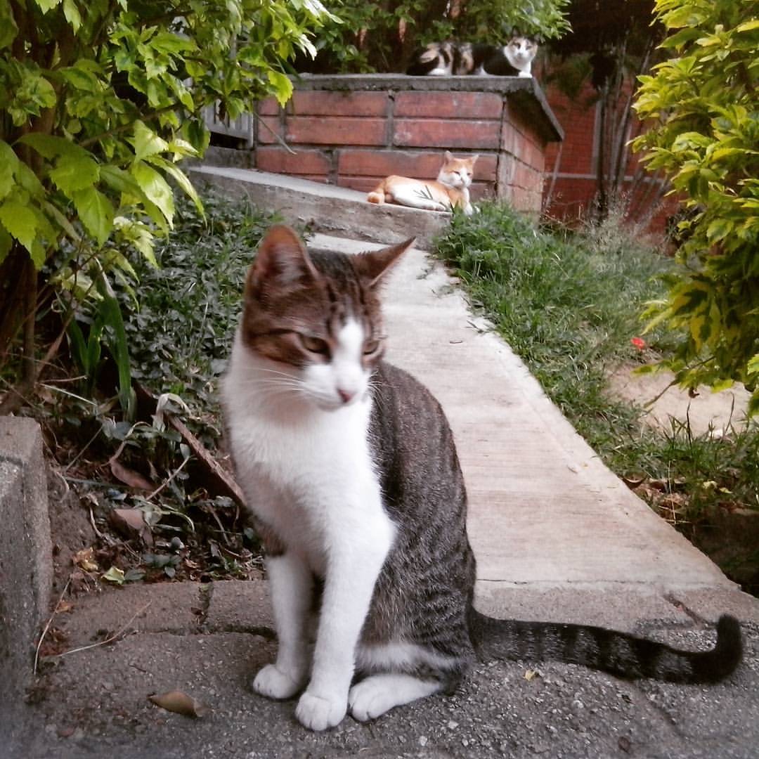 Gatitos
