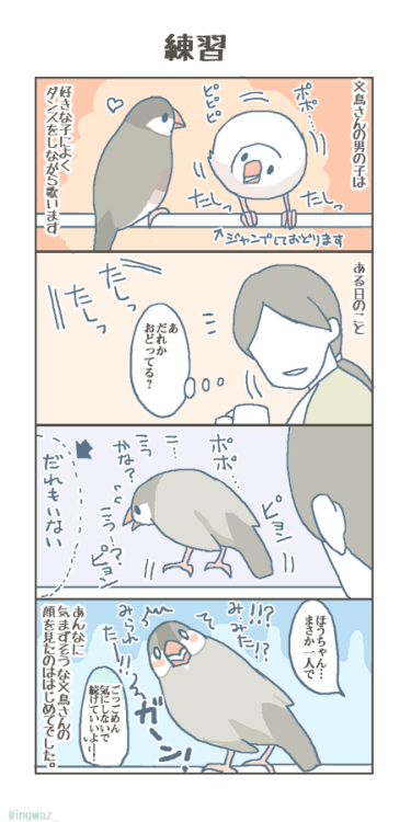 bunchobox:  男の子文鳥さんで　おうたの練習はよくみかけるものですがダンスの練習まで一人でしていたのをみたのは初めてでした最近くるみさんとも割と仲がいいのですがやっぱりどこか奥ゆかしいほうちゃんです