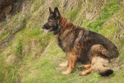 handsomedogs:This is my best friend, Annie. She’s a long haired german shepherd and is nearly 12!  You must have a hell of a vacuum lol