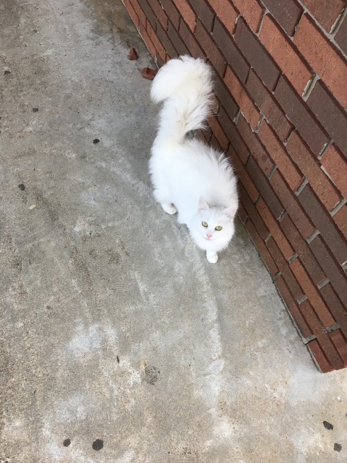 cortplant: I found this stray cat a home today at lunch (I wish I could have taken it) @mostlycatsmo