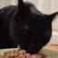 blackcatmonk