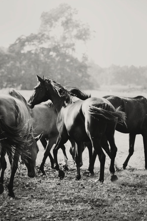 myequinedlife:  Another one from the pastureAugust 2014