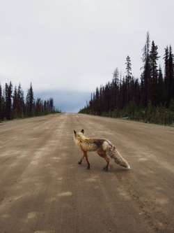 kevinruss:  Road Fox. New iPhone print on