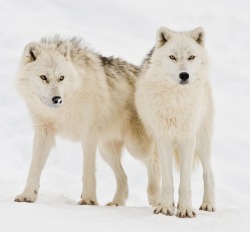 beautiful-wildlife:  Arctic Wolves by Maxime Riendeau