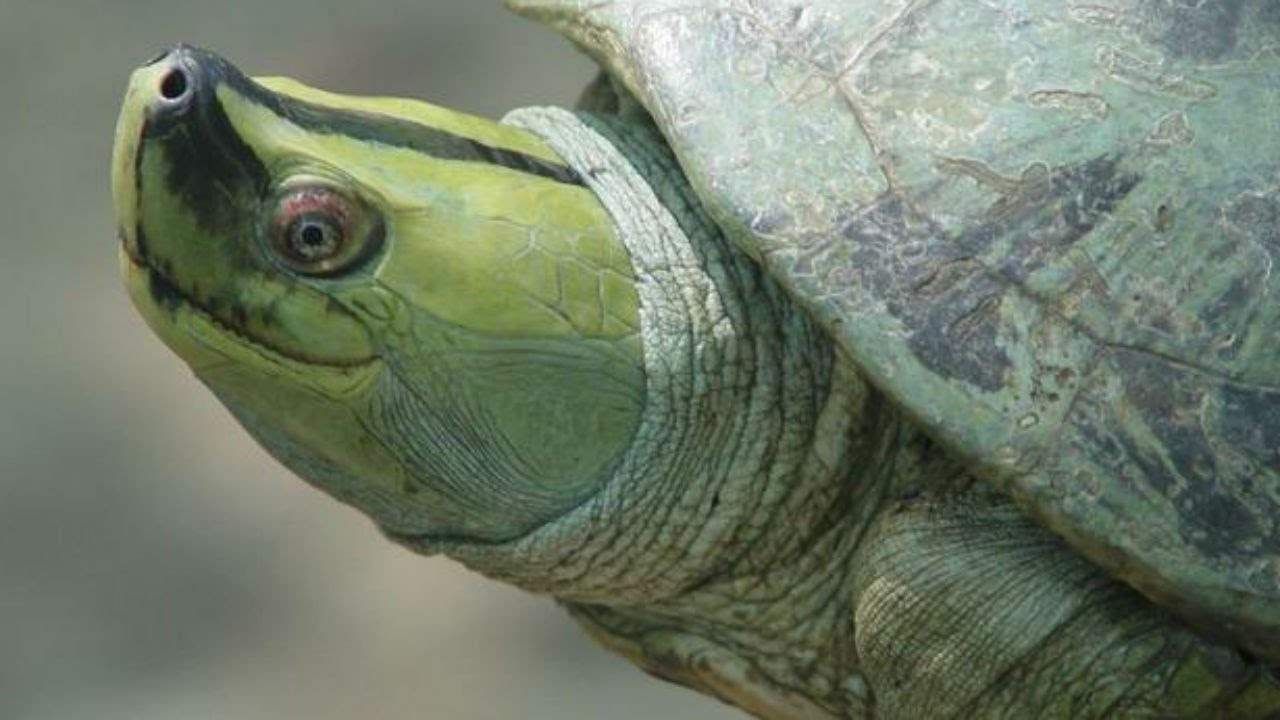 Here come the most Extra of turtles and tortoises