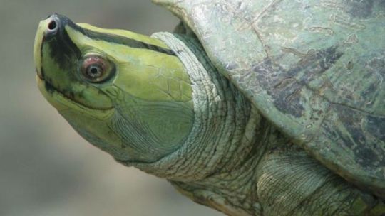 Porn Pics Here come the most Extra of turtles and tortoises