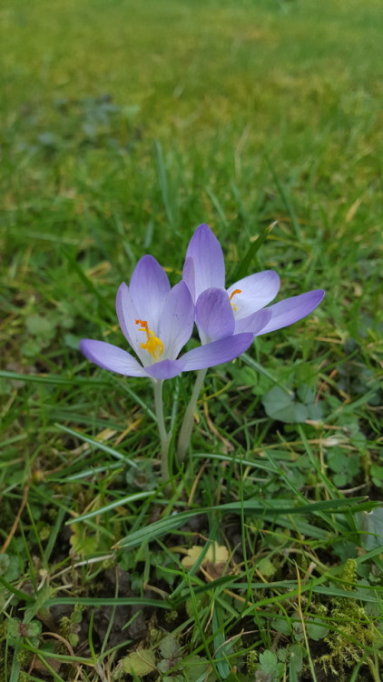 The first flowers of spring appeared in my garden today 