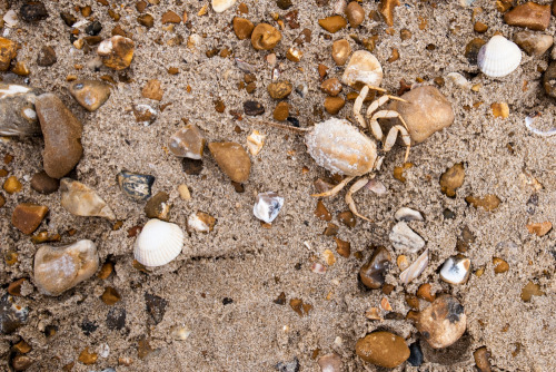 Beachcomber - weekly round up of my daily walks along the beach and findsGRD III &amp; X100