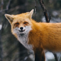 everythingfox:  Smiling for the Camera By