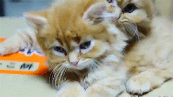 sizvideos:  Kittens sumo wrestling - Video 