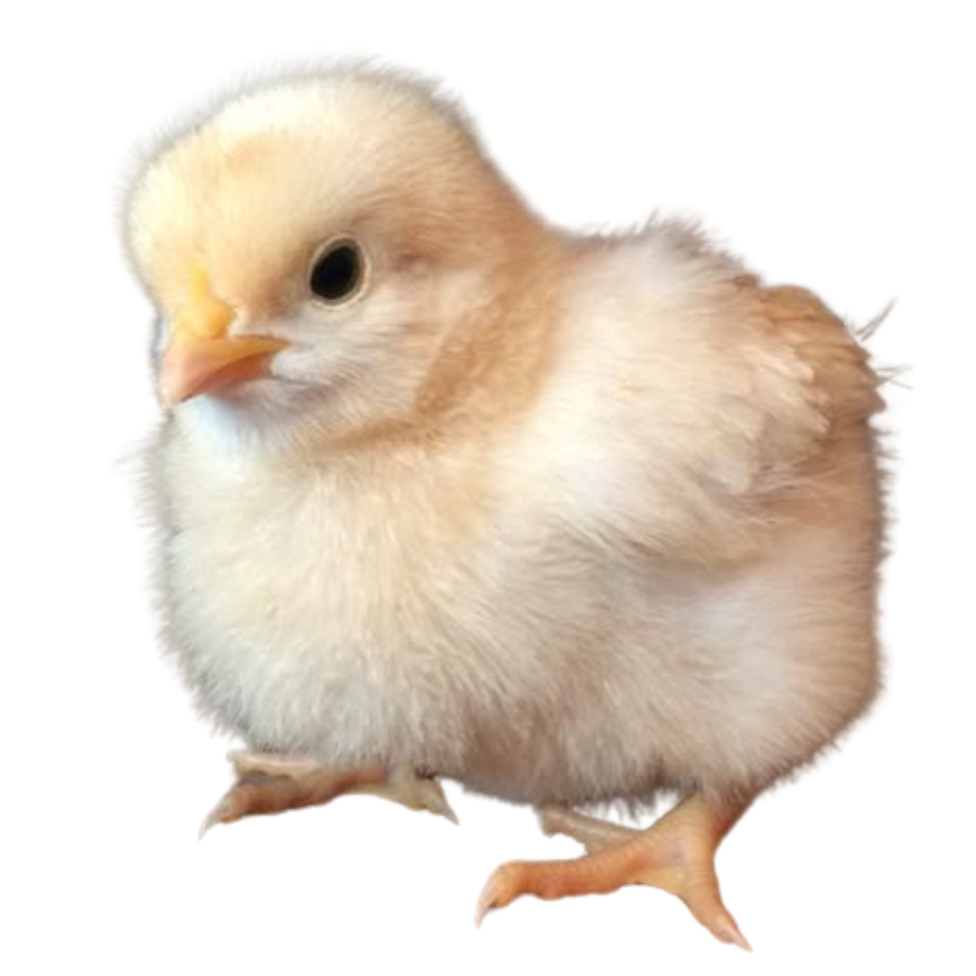 Chick