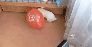 dragonsmirk:  theamericankid:  The ratio of leg movement:speed is amusingly high