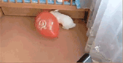 hilariousgifslol:  I buy way too many balloons just to troll my bunny ^_^ More Hilarious Gifs