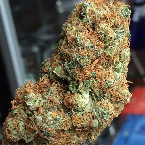 HD weed shot of some random sativa-dominant strain. From a medical dispensary in cali.