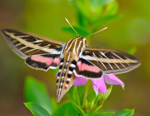 The Hummingbird Hawk-moth (Macroglossum Stellatarum) Is A Species Of Hawk Moth Found Across Temperate