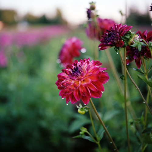 drxgonfly: Summer’s Blooms (by Danielle Nelson)