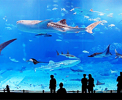 blua:  Kuroshio Sea - Second Largest Aquarium