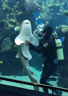 turrkoise:onlylolgifs:Shark loves getting belly rubsAND PEOPLE SAY SHARKS ARNT CUTE
