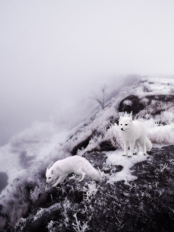 4nimalparty:  White Winter Foxes (by valerie