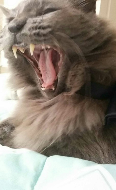 beautifullilith:mostlycatsmostly … Just a yawn