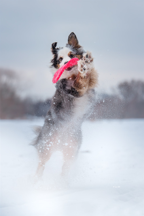 australianshepherd