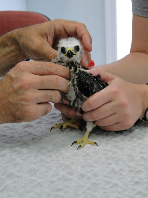 crc-rehab-blog:Mississippi kite nestling from Augusta, GA.  Most likely the victim of a kidnapping. 