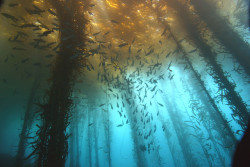 call-her-moonchild:thelovelyseas:Kelp Forest by lar3 on Flickr.  This must be where mermaids live.